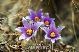 제 18회 동강 할미꽃 축제 기본 일정과 프로그램 소개