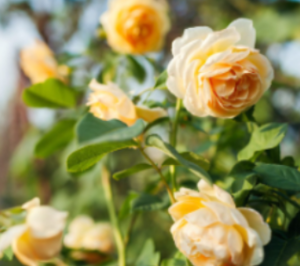 장미 색깔별 꽃말 개화시기 키우는법