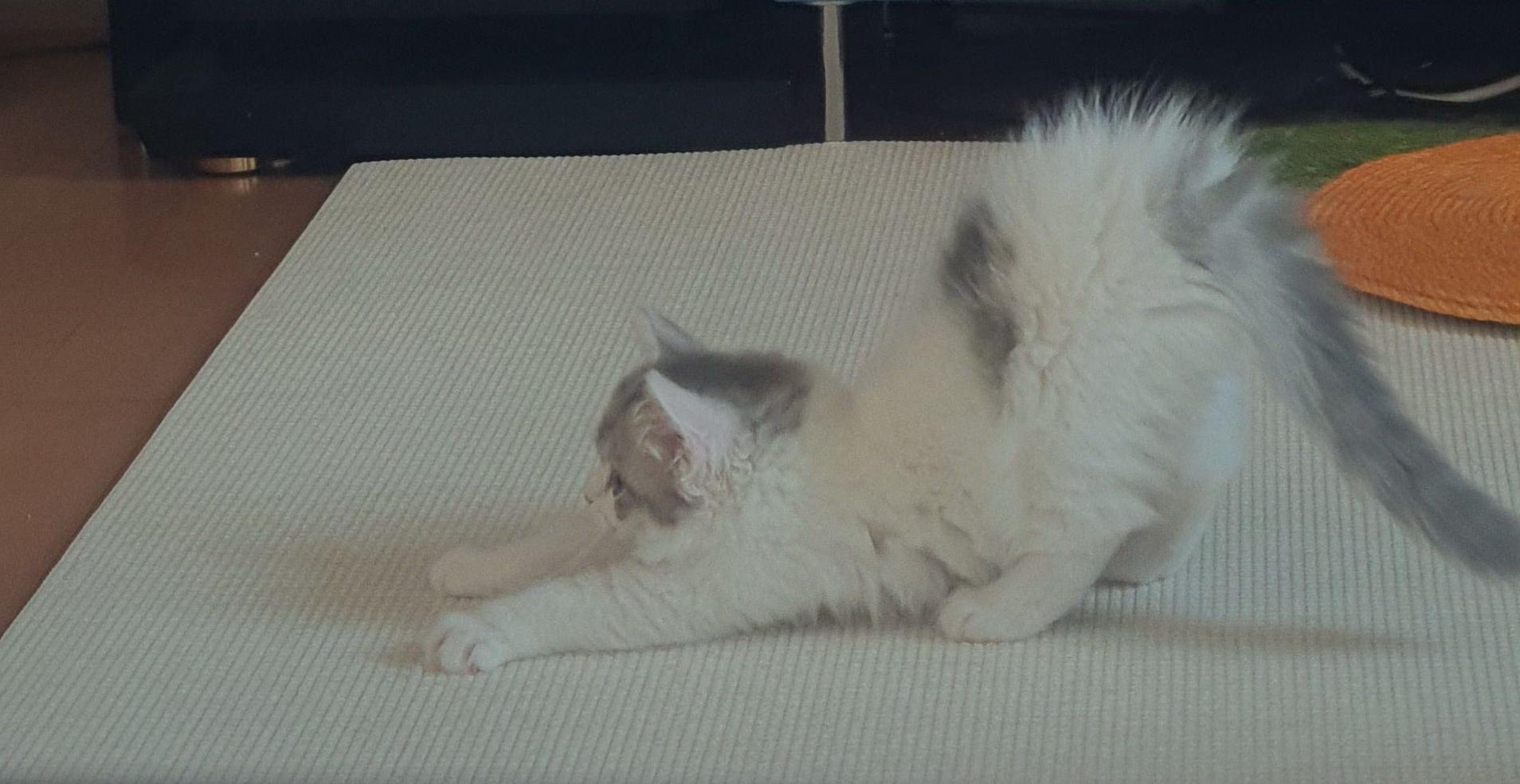 2022.02.11 쿵이의 기지개