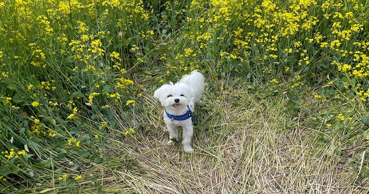 강아지가-출산후-적절한-관리를-통해-완전히-회복하여-산책을-나온-모습