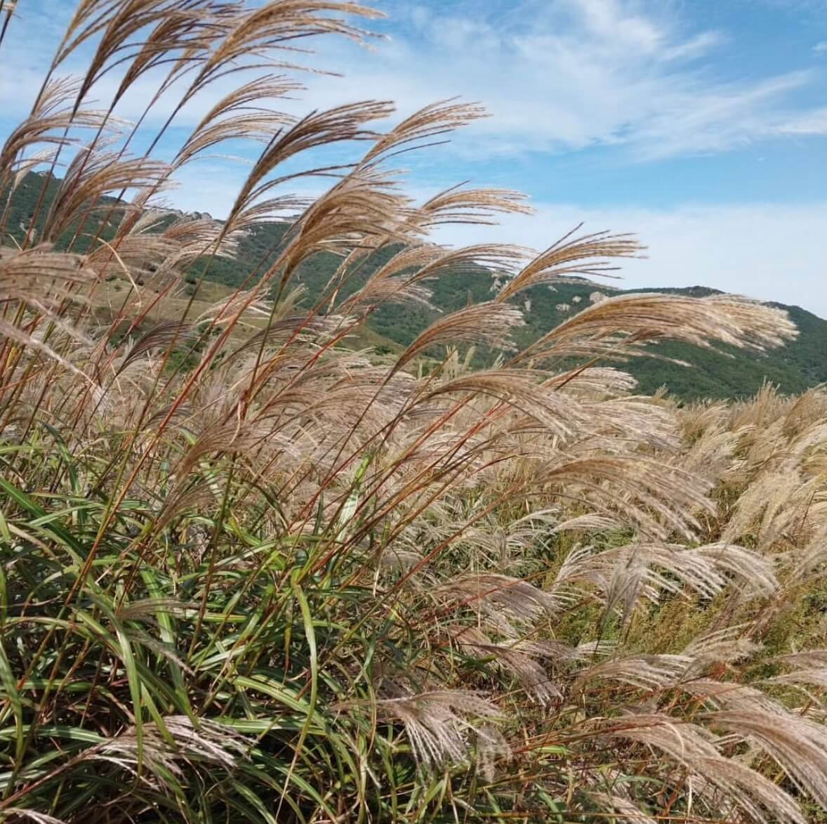 황매산 억새축제기간