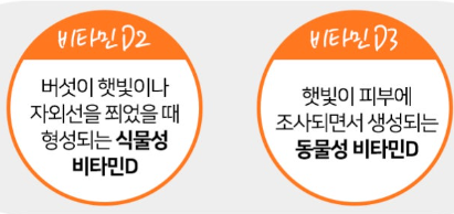 비타민D의 종류