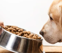 강아지 중성화 수술 후 관리법 [금식&amp;#44; 산책&amp;#44; 목욕]