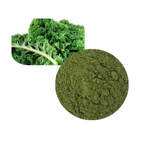 곱슬케일 분말 활용