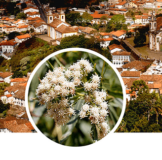 그린 프로폴리스 추천 - 닥터린 그린 프로폴리스 맥스_9