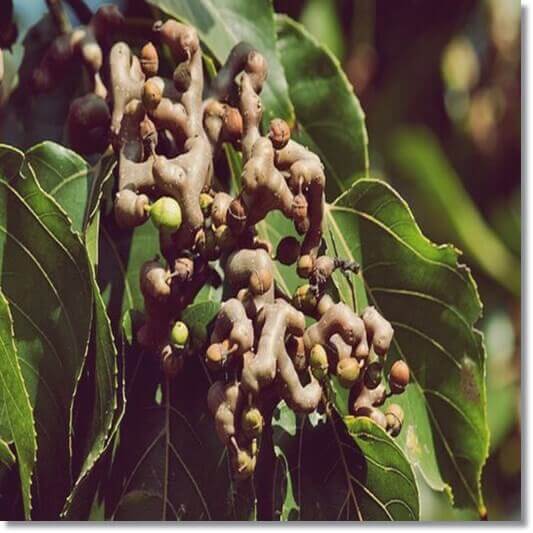 헛개나무 열매 지구자