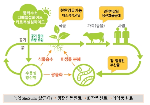 바이오황 순환 흐름도