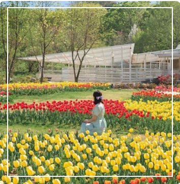 피나클랜드 튤립 이미지 출처: 피나클랜드 홈페이지