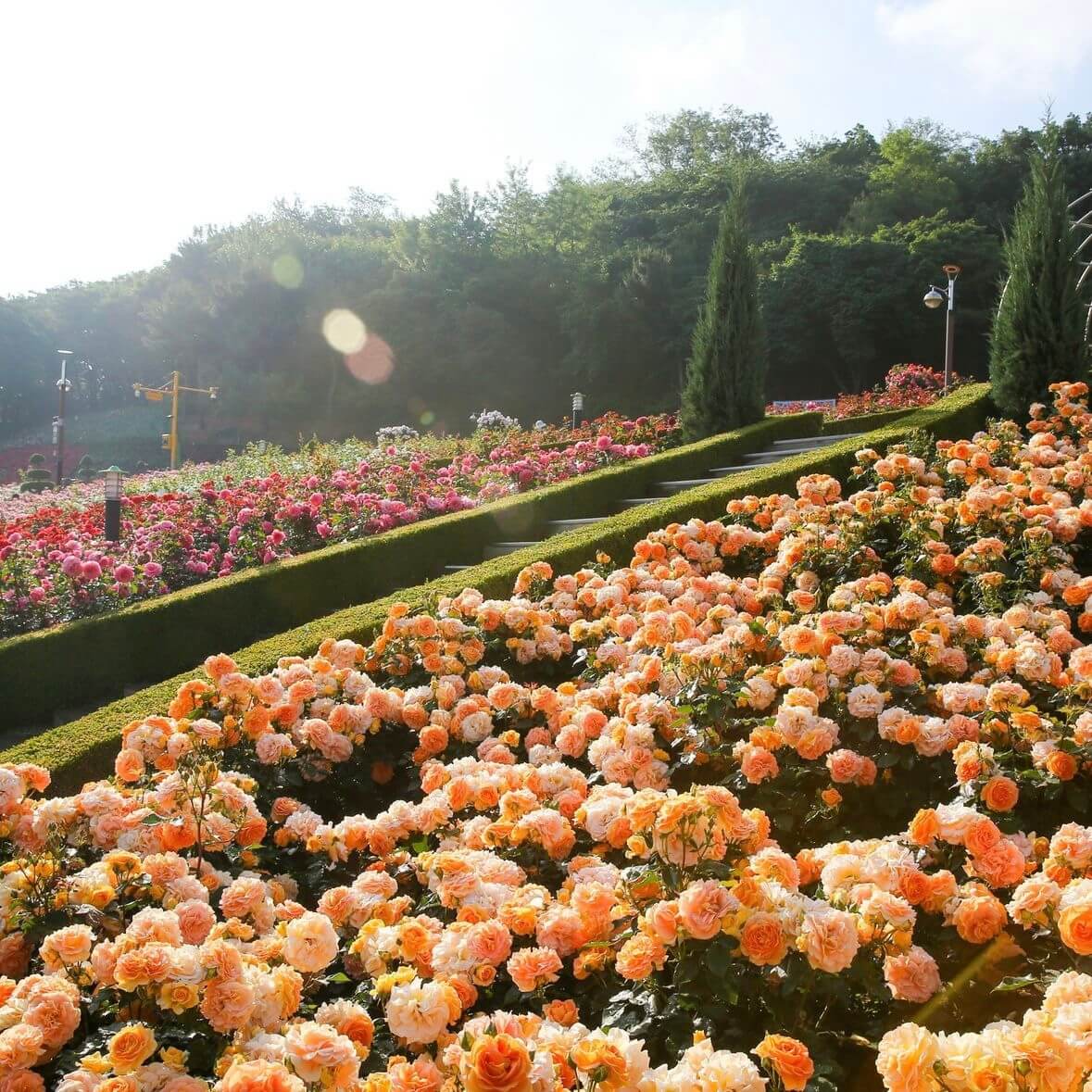 부천 백만송이장미공원 장미축제