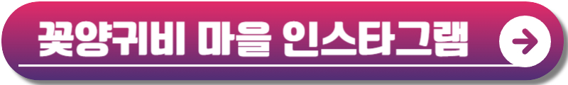 원주 용수골 꽃양귀비축제