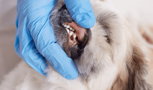 메이웰 덴탈피트 칫솔