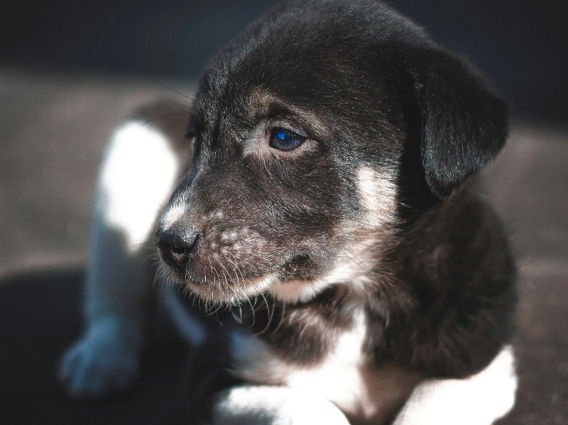 기운이 없어보이는 강아지