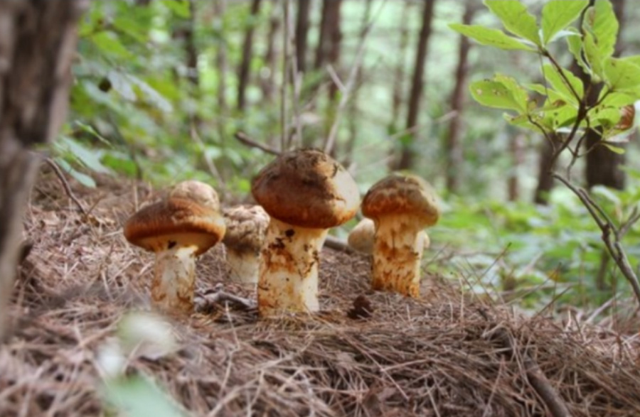 야생에서 잘 자라고 있는 송이버섯 5송이를 확대를 하여 찍은 사진