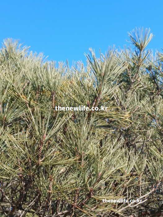 솔잎 효능 먹는방법 발효 효소