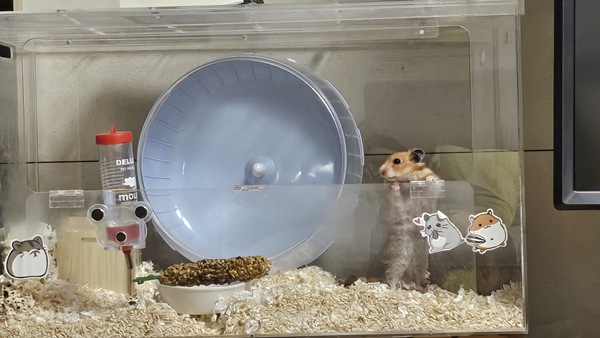 내가 키우는 골든 햄스터 발톱 길이