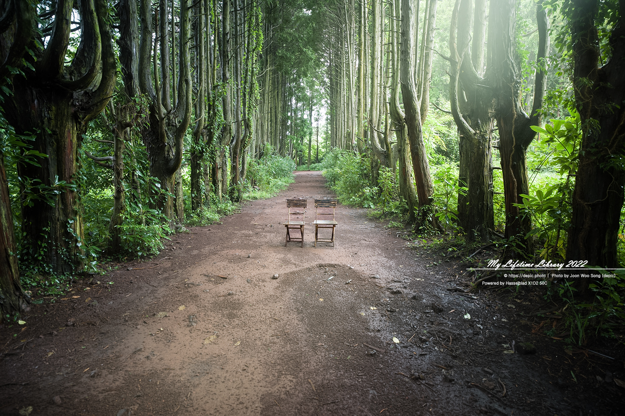 #제주 #비밀의숲 #2022제주여행