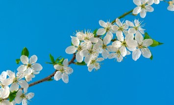 석촌호수 벚꽃 주차장