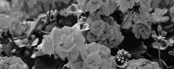 제라늄 꽃말: 빨간 제라늄 (레드 제라늄)