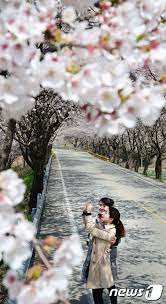 제22회 함양 백운산 벚꽃축제 기본일정과 프로그램 소개