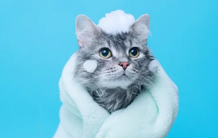 고양이 목욕사진/출처:어도비스톡