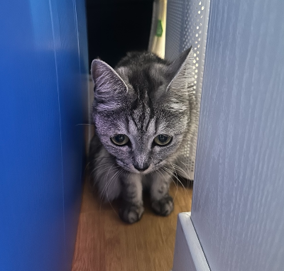 좁은 구석에 웅크리고 숨어있는 불안한 표정의 회색 고양이, 고양이 스트레스 증상