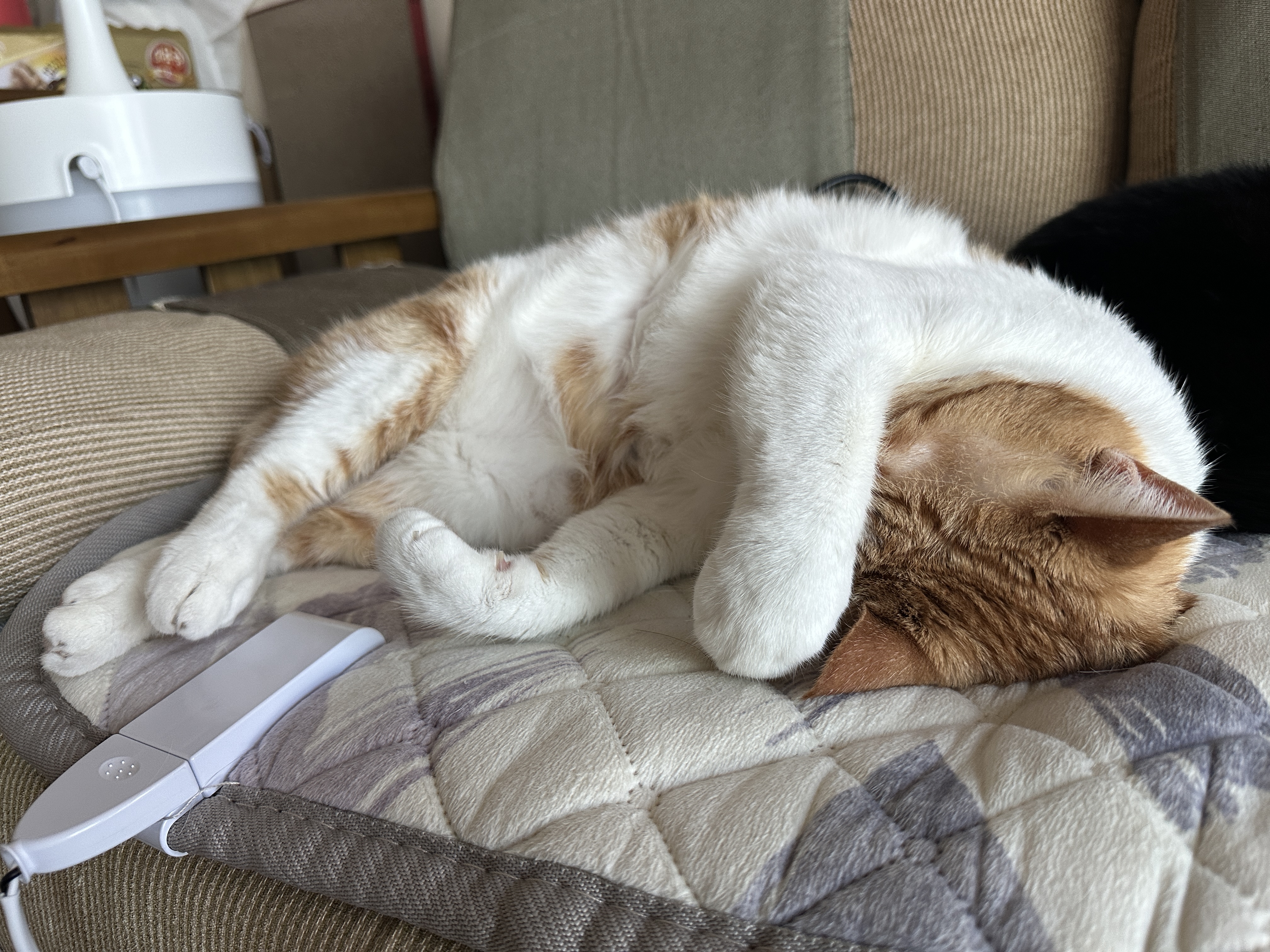 잘 때도 귀여운 막둥이 도촬하기 (feat. 6월에도 찜질하는 고양이들)