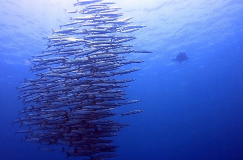 해양생물 물고기