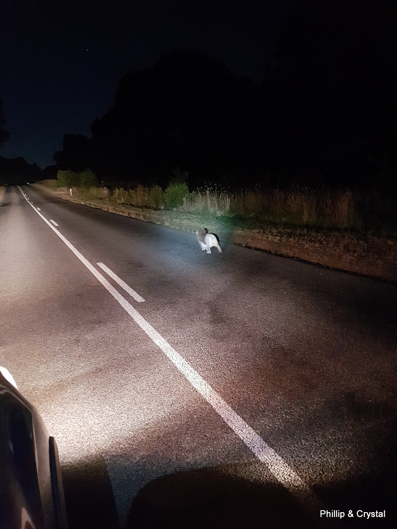 호주에서 만난 야생 코알라