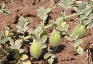 병아리콩 재배 따뜻한 흙 파종 관리 물 절약_8