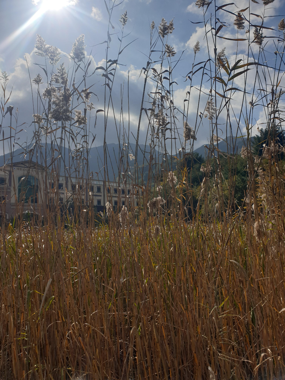 노랗게 변한 갈대 뒤로 우정 연수원이 보인다.
