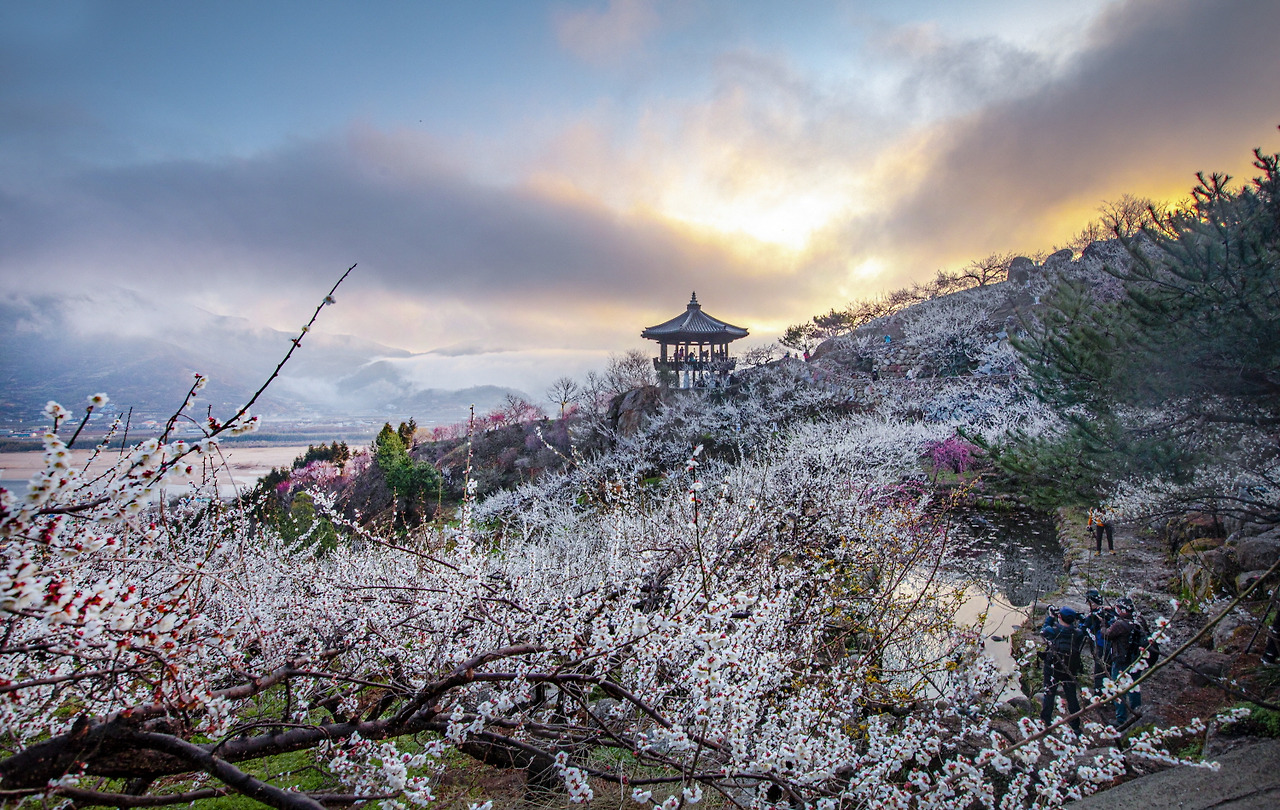 광양 매화마을