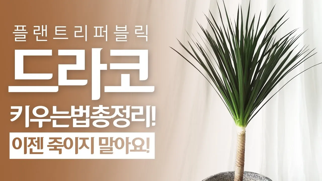 드라세나 키우기 물주기 가지치기 번식방법 흙배합 가이드_5