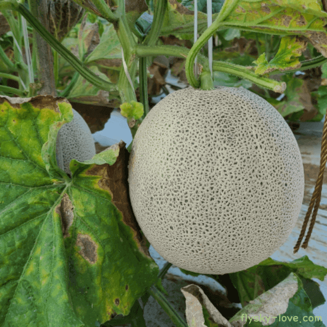 부드럽고 달콤한 멜론의 특징