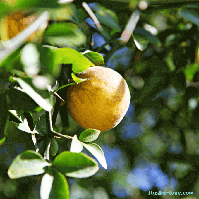콜레스테롤 수치 조절에 좋은 탱자