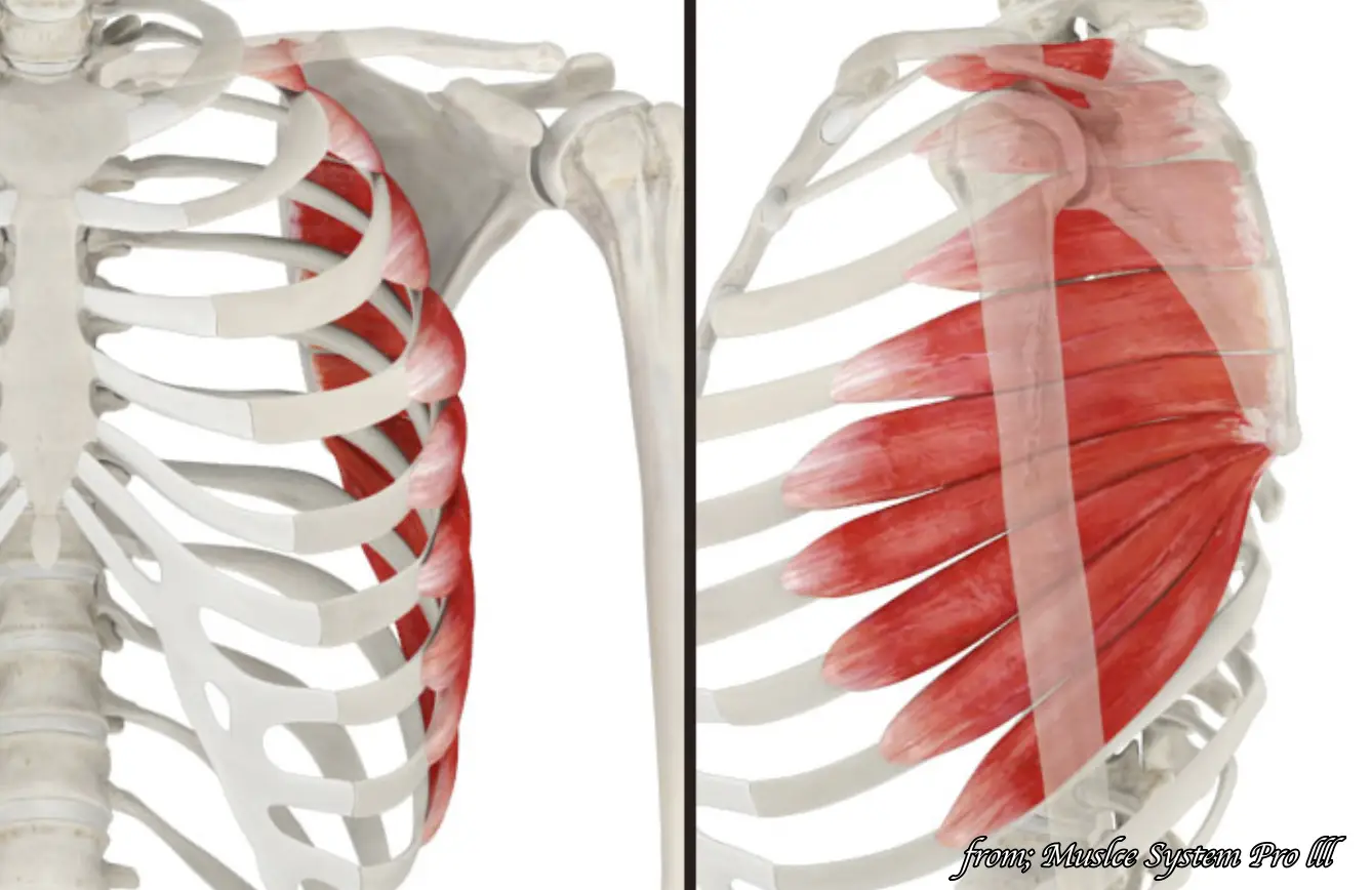 하지 및 몸통 근육 동원이 전거근 활성화에 미치는 영향: 어깨 재활의 새로운 접근법