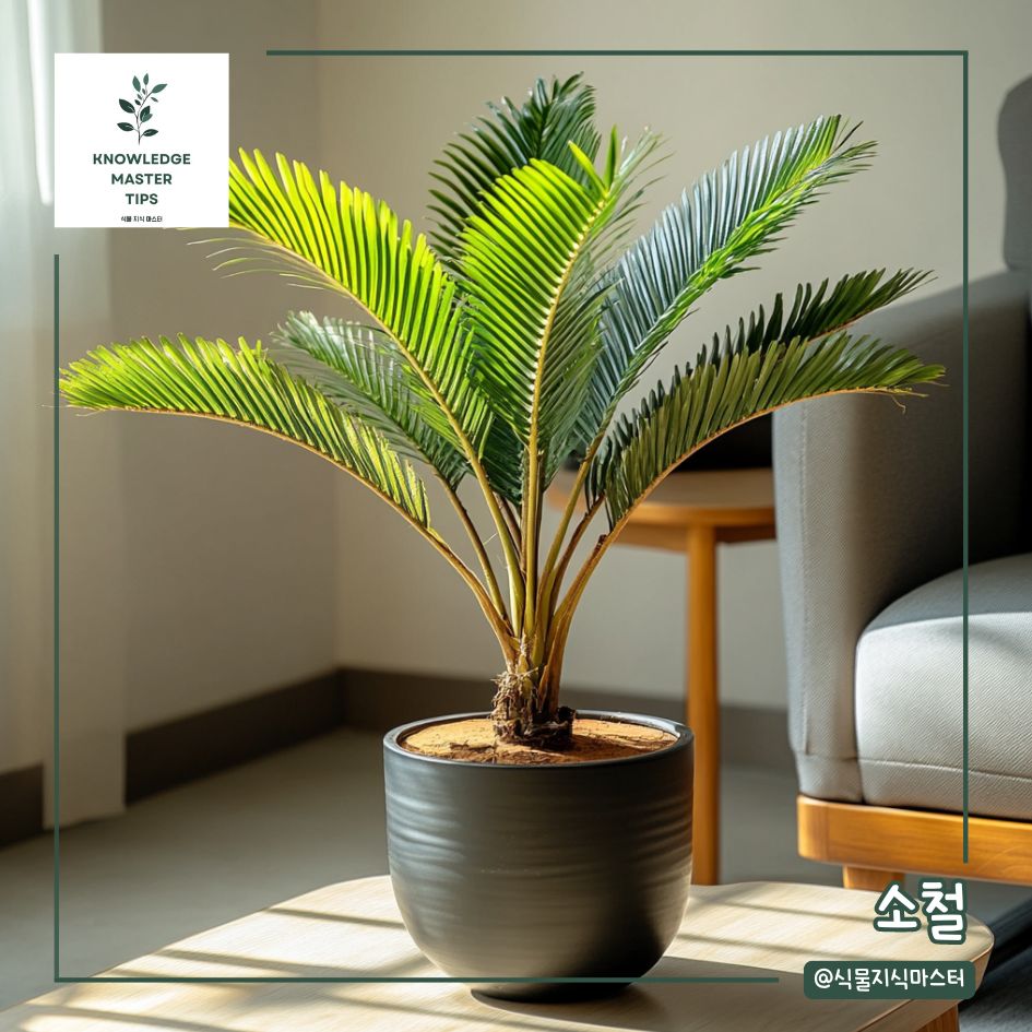 실내용 나무, 소철