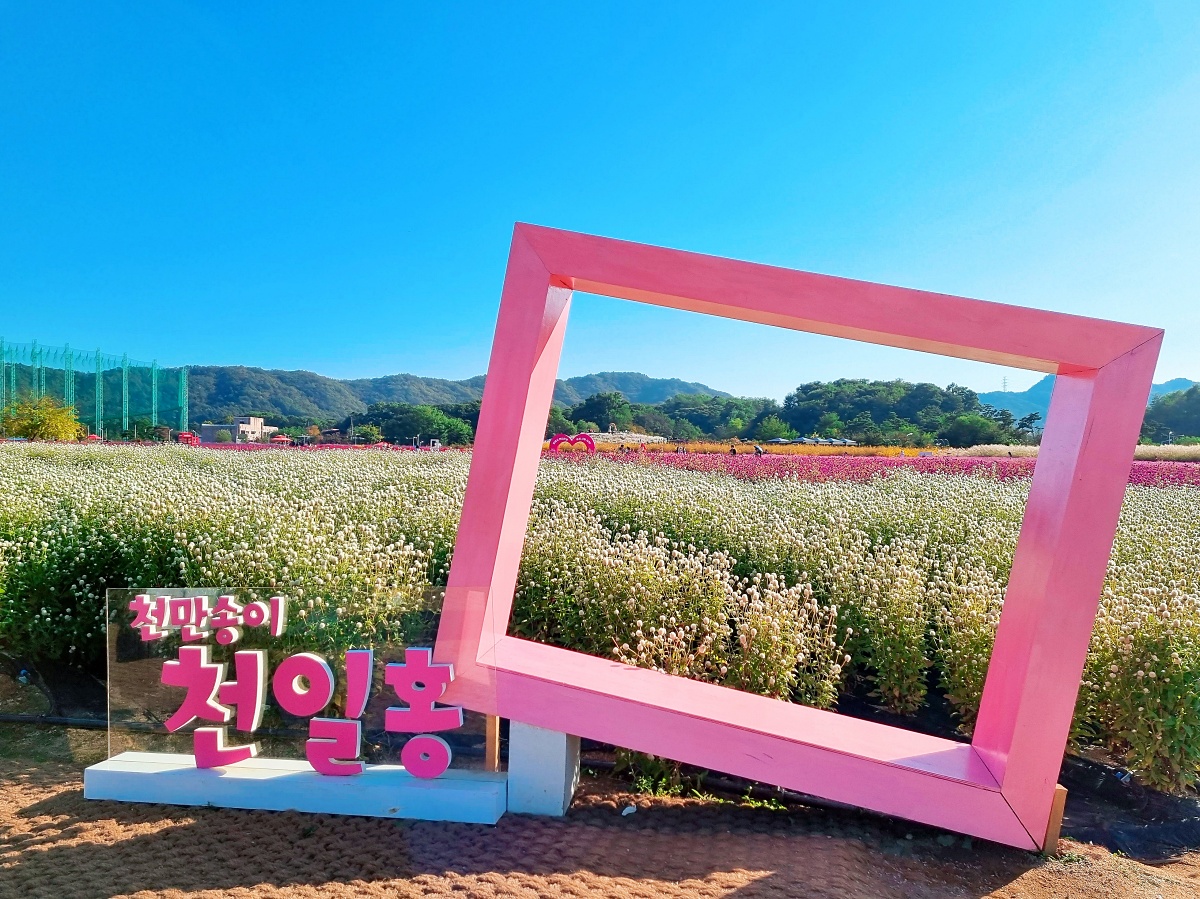 2024 양주 나리공원 천일홍 축제: 수도권에서 핑크뮬리&amp;#44; 댑싸리&amp;#44; 팜파스를 볼 수 있는 가을 여행지