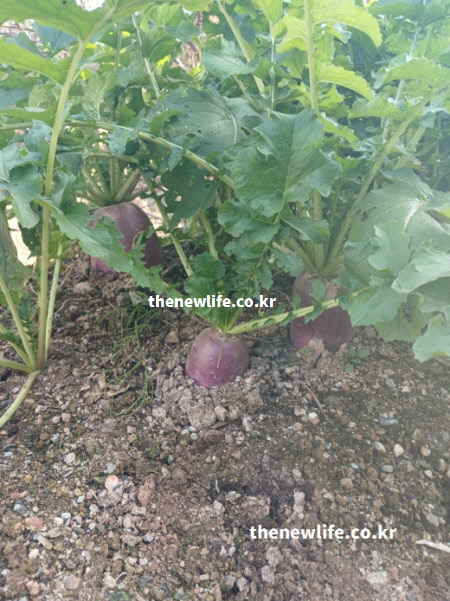 자색무 효능 중 혈관 건강과 혈압 조절에 도움이 되는 자색무가 밭에서 자라는 모습