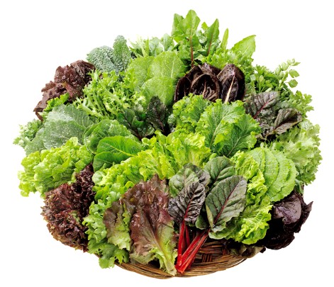 쌈채소 종류 이름, 효능, 보관법 총정리