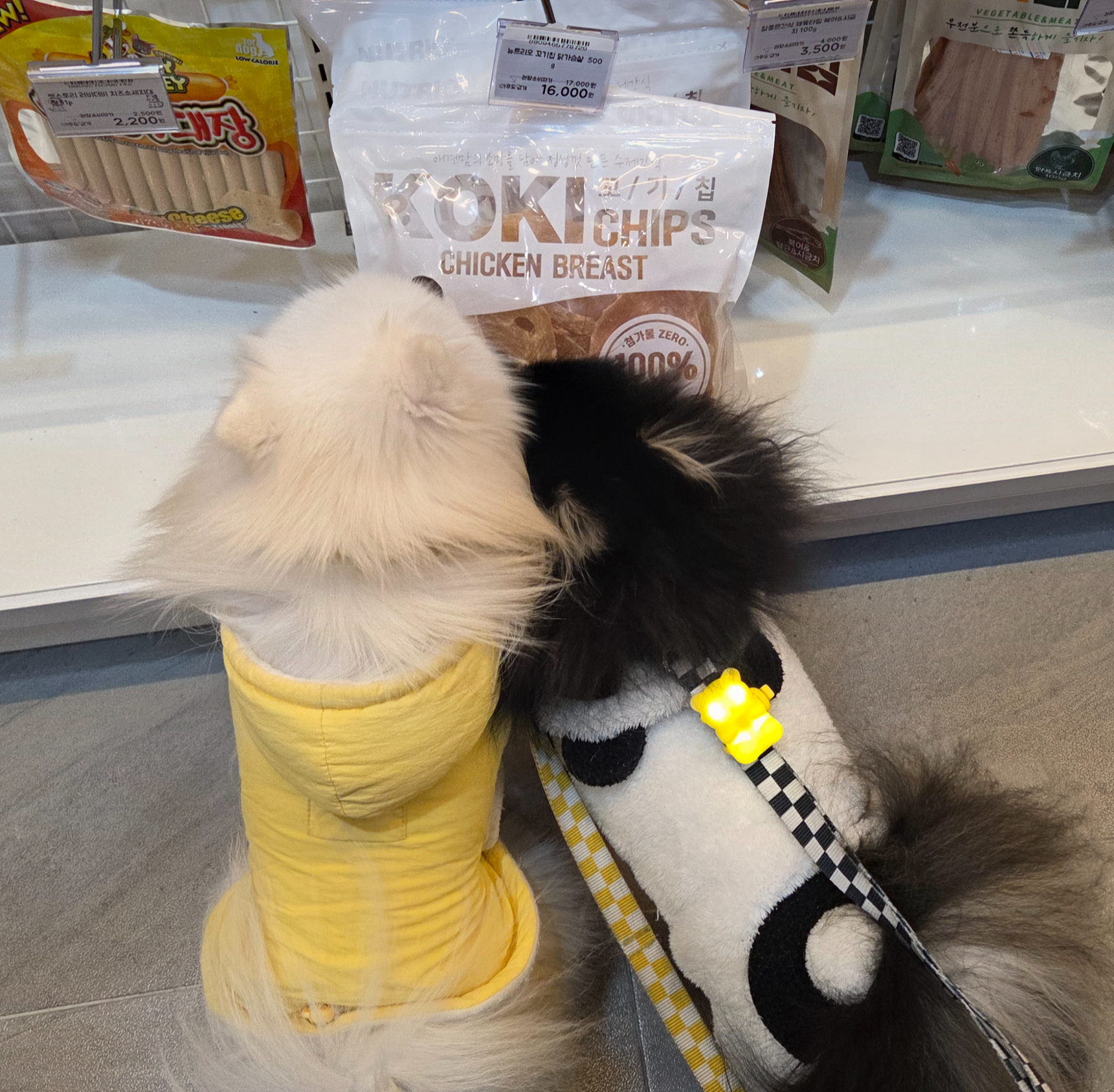 사이좋게 간식을 찾고 있는 하콩&amp;달콩