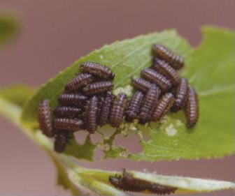 버들꼬마잎벌레