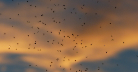 여름 모기 방지