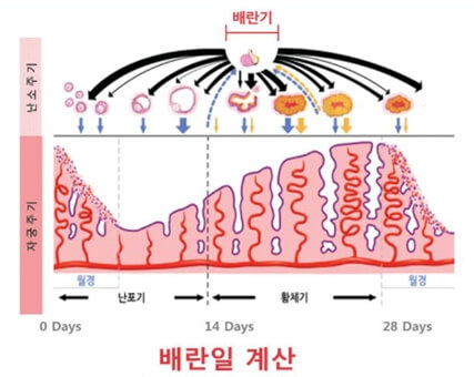 배란일 계산