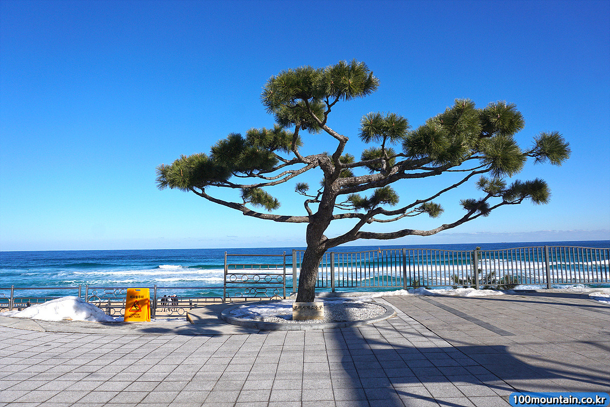 정동진역 기차시간표