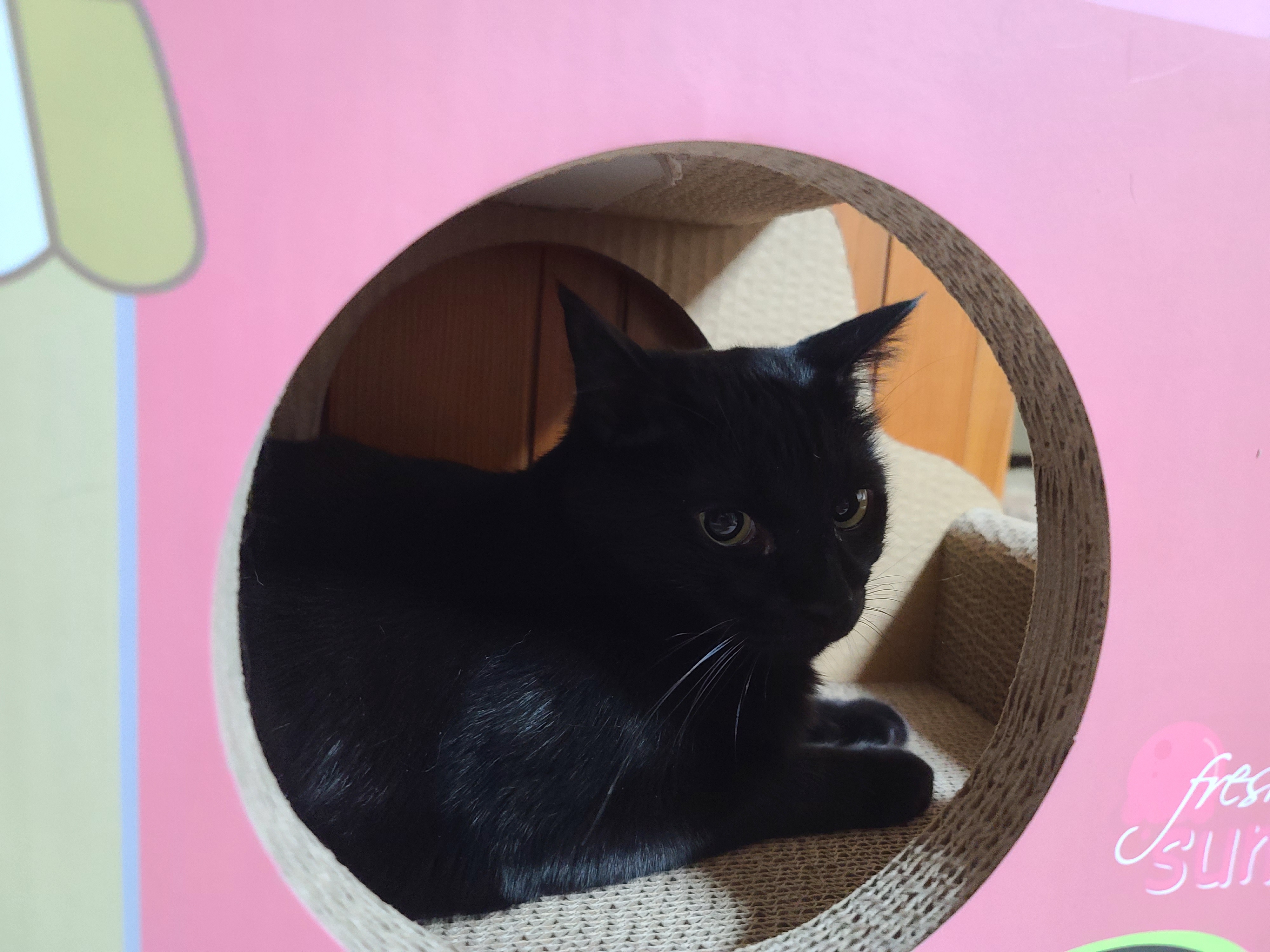 고양이들 스크래쳐를 교체했다.(자동차스크래쳐,침대형스크래쳐)