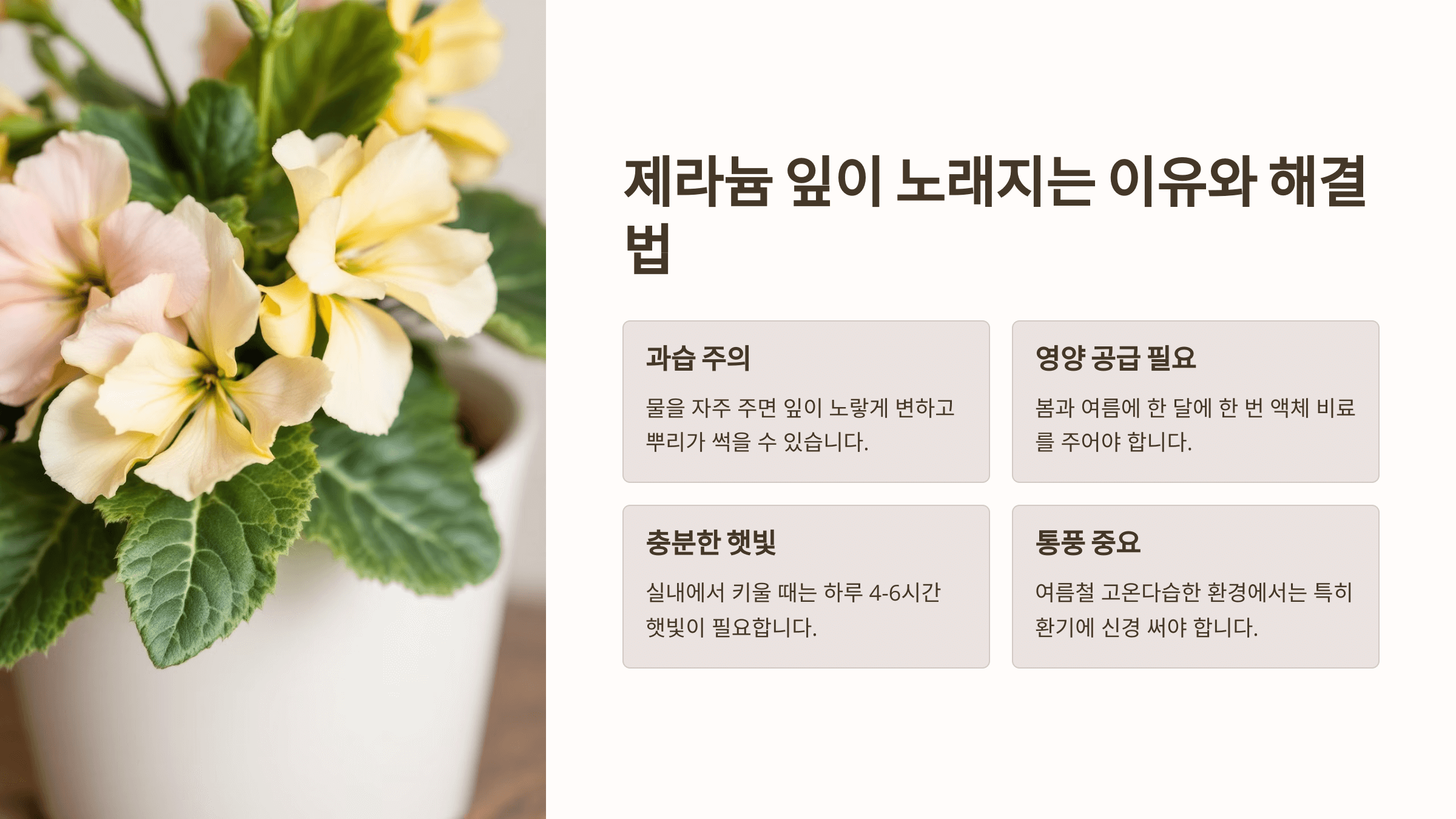 제라늄과 관련된 사진입니다.