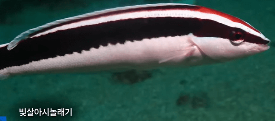 해수온 상승으로 발견된 빛살아시놀래기