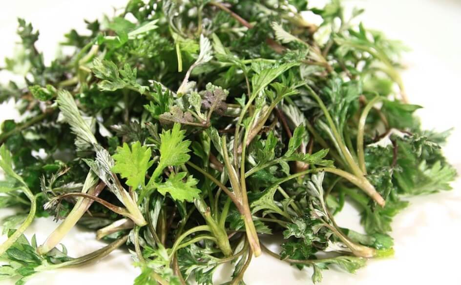 쑥 사진입니다.