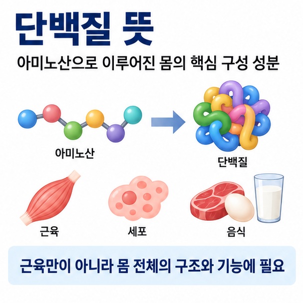 단백질 뜻이라는 제목과 아미노산 블록, 근육, 세포와 단백질 음식을 함께 표현한 대표 이미지