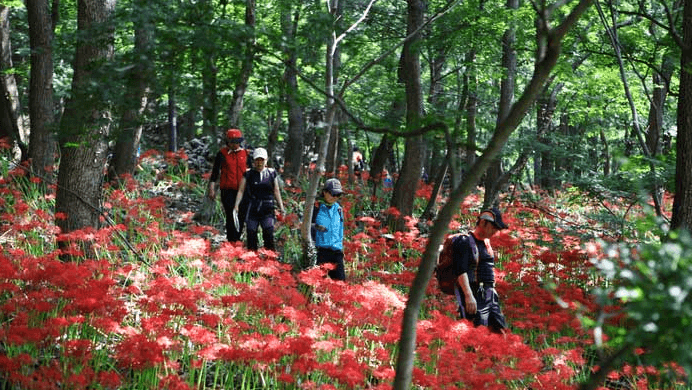 꽃무릇 사이를 걷는 등산객4명